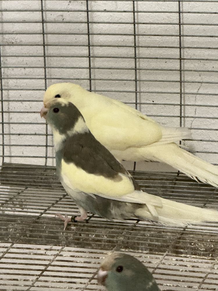 Kakariki 2025 com cedencia