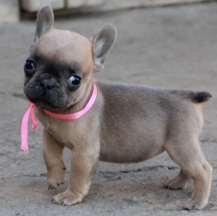 Французький бульдог