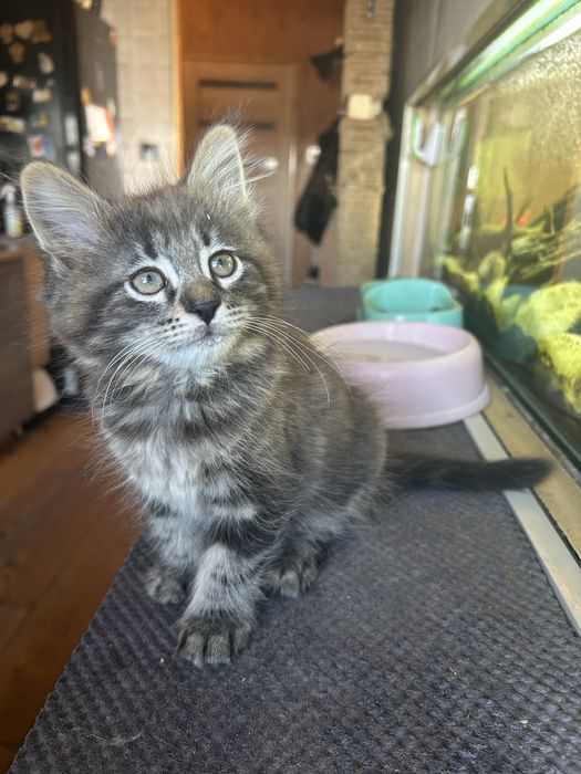 Kotek Norweski Leśny