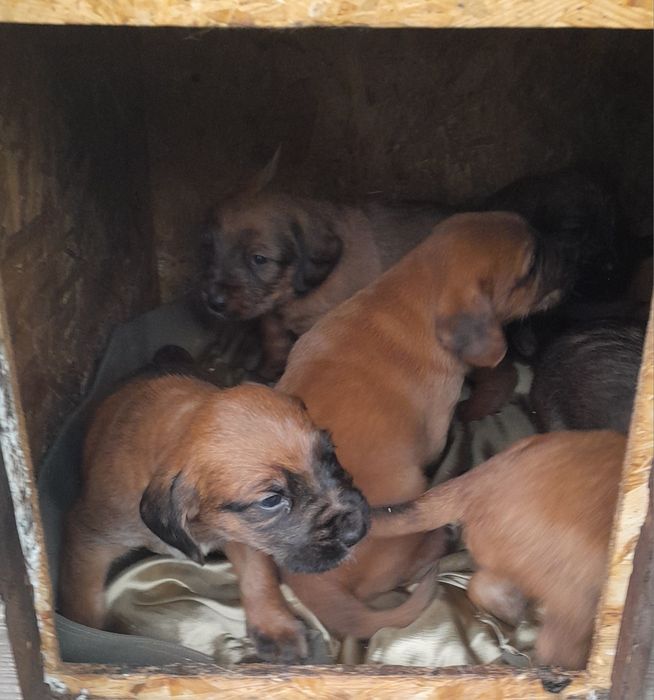 Szczeniaki do oddania