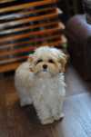 Шикарна супер міні дівчинка Мальтіпу, 7 міс, Maltipoo F1
