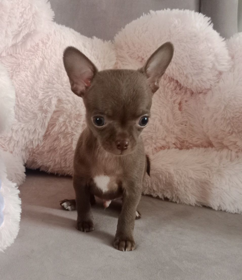 Brązowy chłopczyk chihuahua