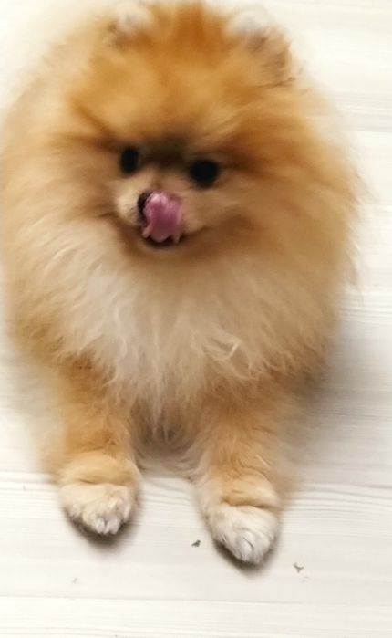 Померанский шпиц мишка вязка