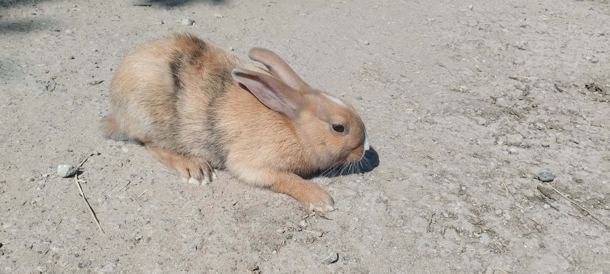 Kruliki miniaturki 4 miesięczne