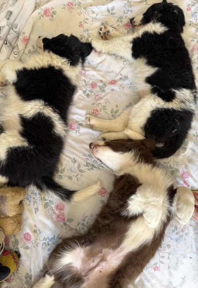Piesek Border Collie czarno-bialy.gotowy do odbioru