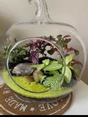 Las w sloju kaktusy drzewka Bonsai i wiele innych