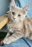 Kocurek maine coon Harald
