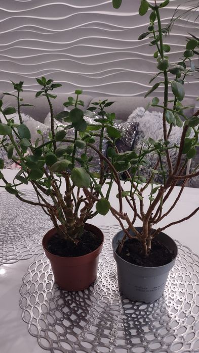 Kwiat Kalonchoe w doniczce