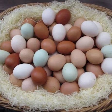 Яйца инкубационные Голубой Доминант