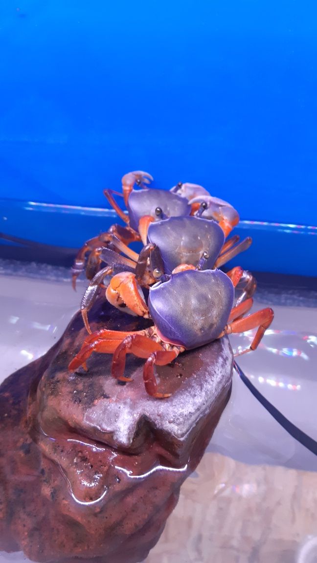 Krab Tęczowy XXL