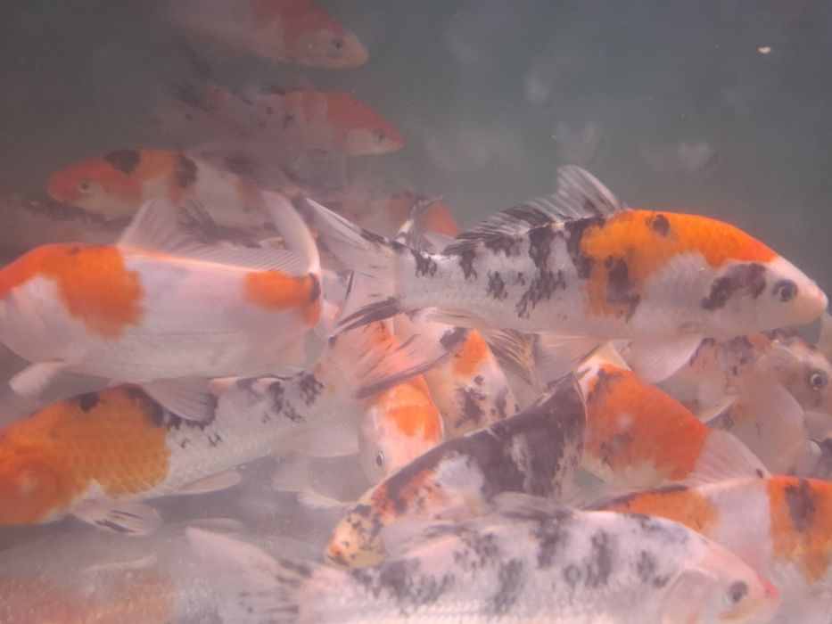 Karp koi 25 cm Sklep Altum Sierakowice