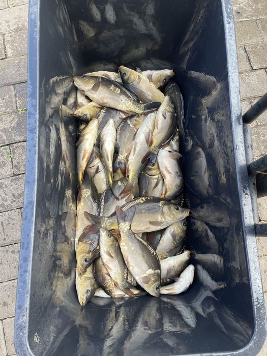 Karp kroczek 3-4 szt na kg