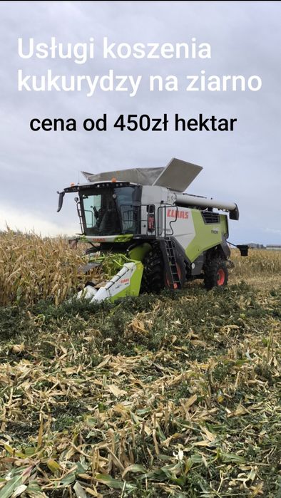 Usługi koszenia kukurydzy na ziarno