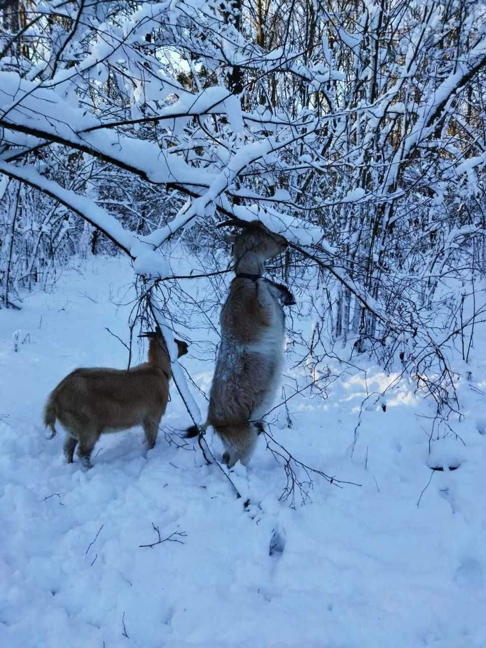 Продаються дійні кози