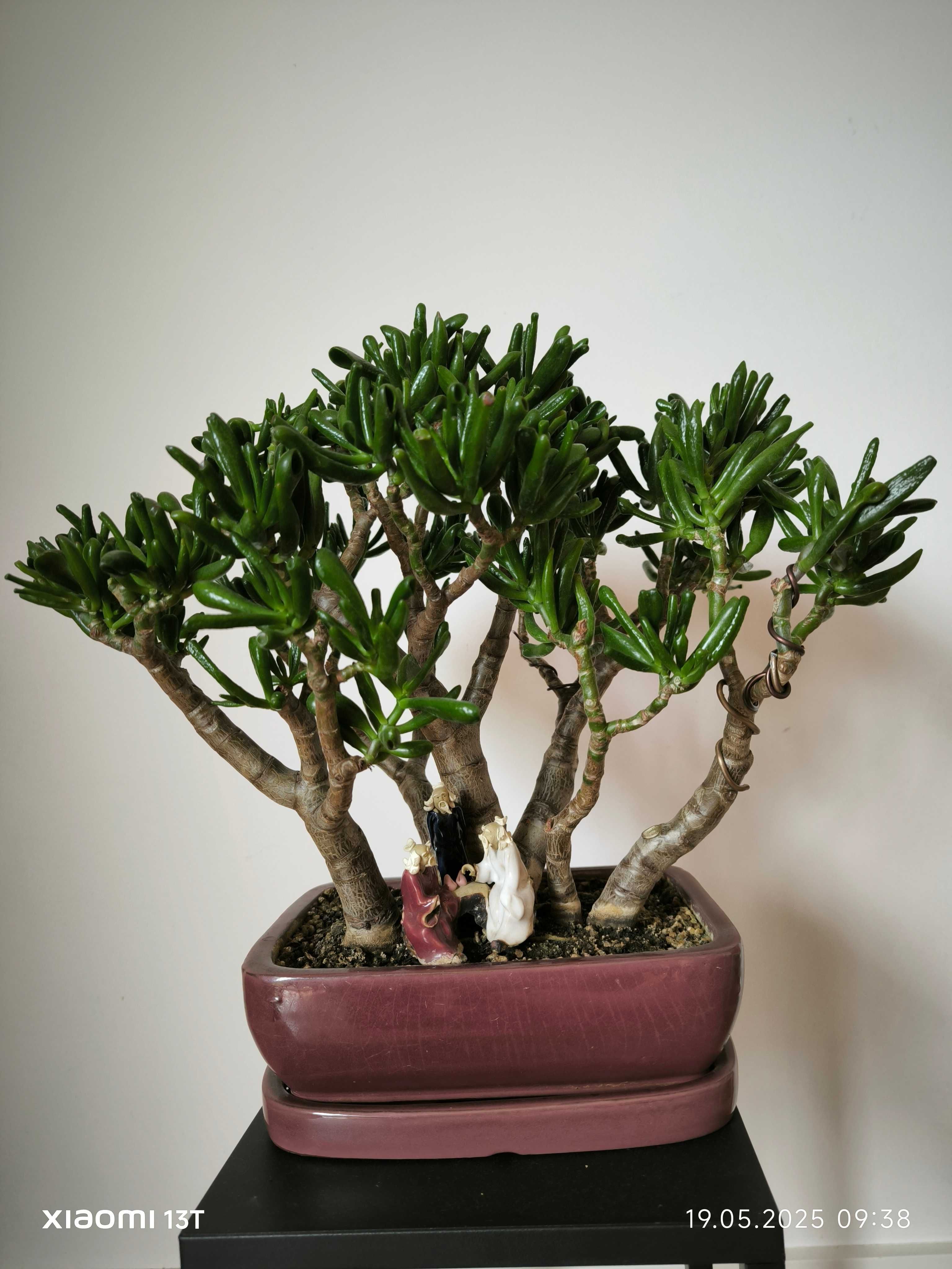 Bonsai w formie lasku Grubosz rurkowy "Hobbit"