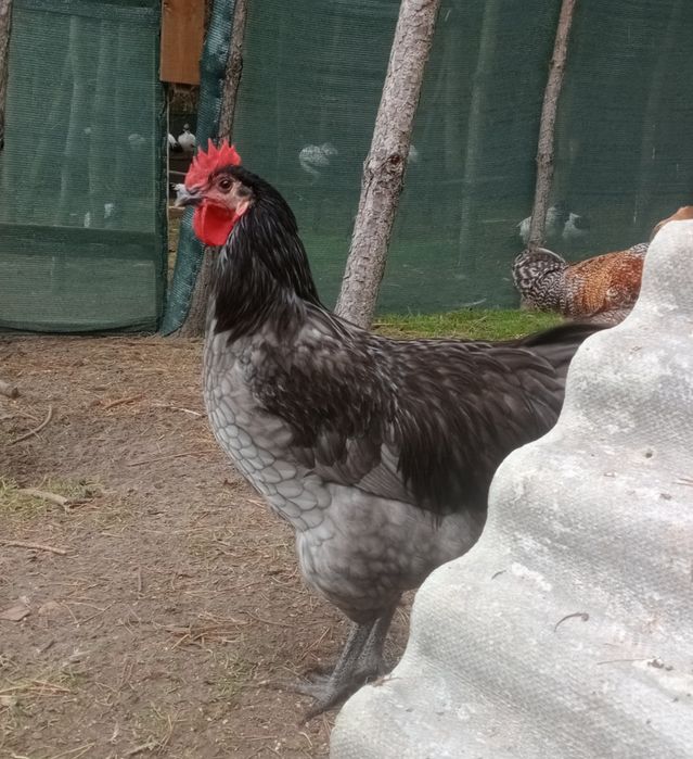 Australorp kogut sprzedam