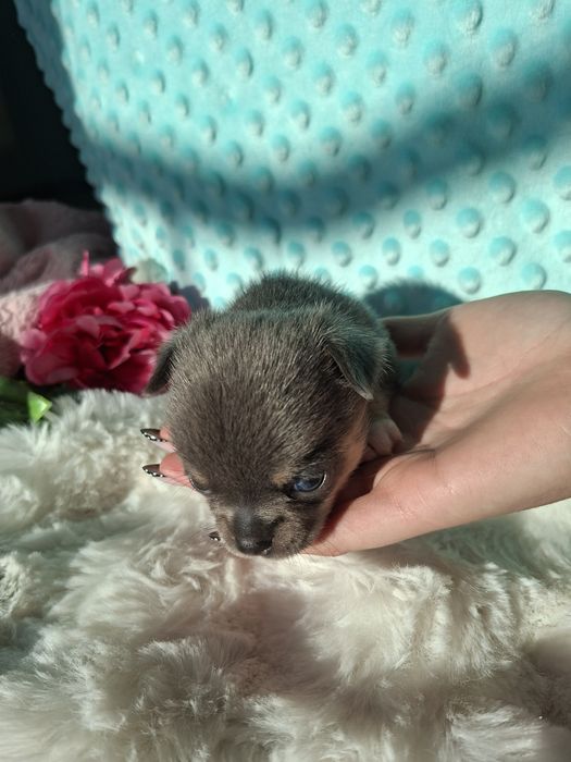 Chihuahua krótkowłosy blue tan Lucek