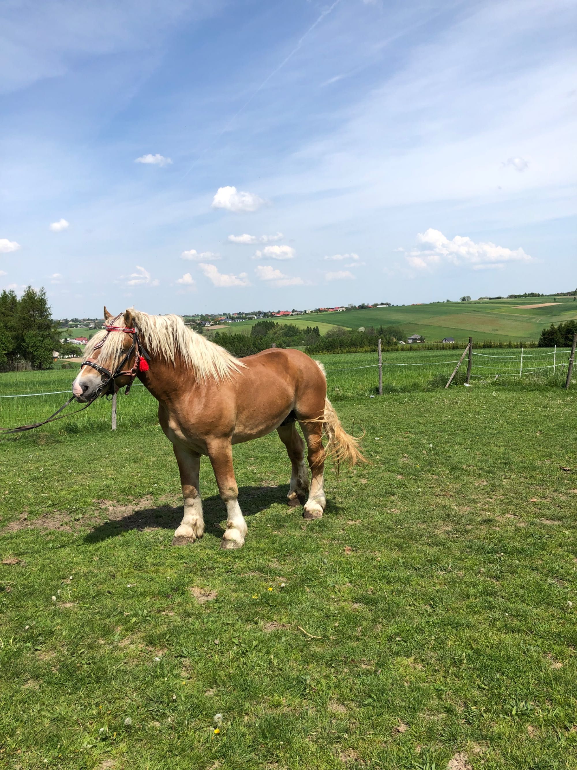 Sprzedam ogiera zimnokrwistego