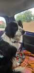 W typie border collie do adopcji