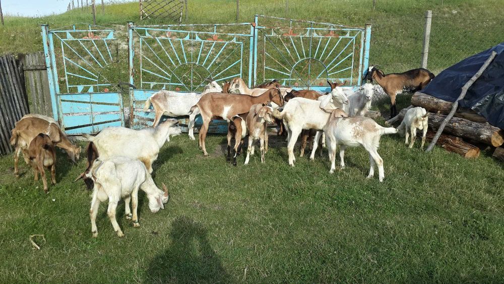 Кози! У наявності англо нубійські  20шт. Траса Київ-Чоп, с.Ясенів