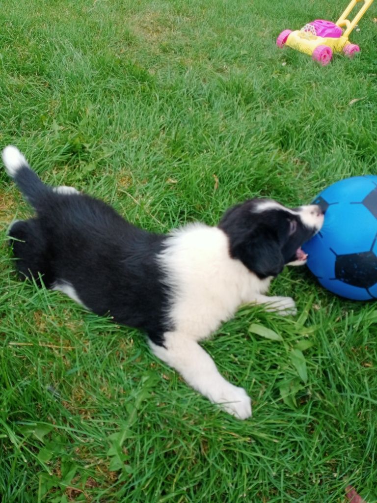 Śliczny border collie piesek