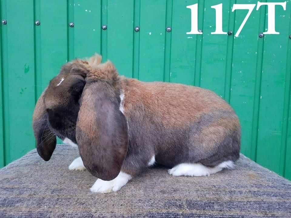 Likwidacja Hodowli- Baran Francuski Madagaskarowy