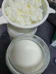 Grãos de Kefir de leite
