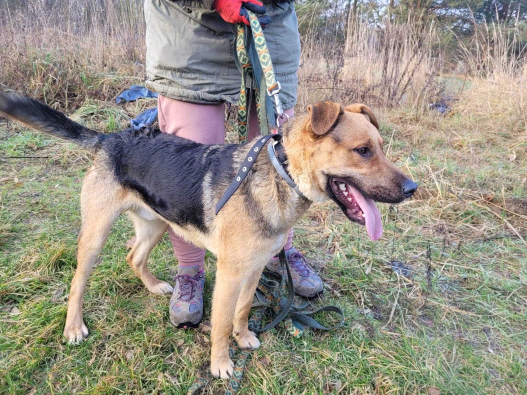 Kochający człowieka CZARUŚ szuka domu !! Do adopcji !!