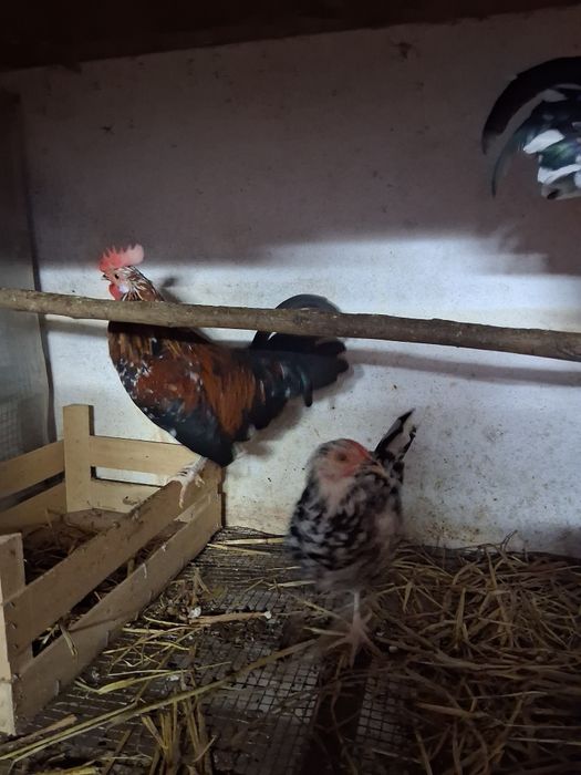 Vendesse garnizos machos