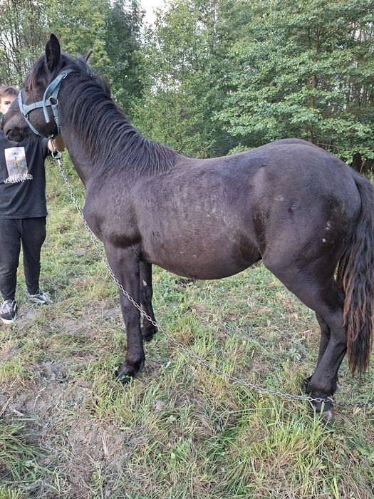 Sprzedam ogierka zimnokrwistego