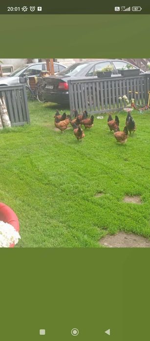 Kury Vorverk Sprzedam