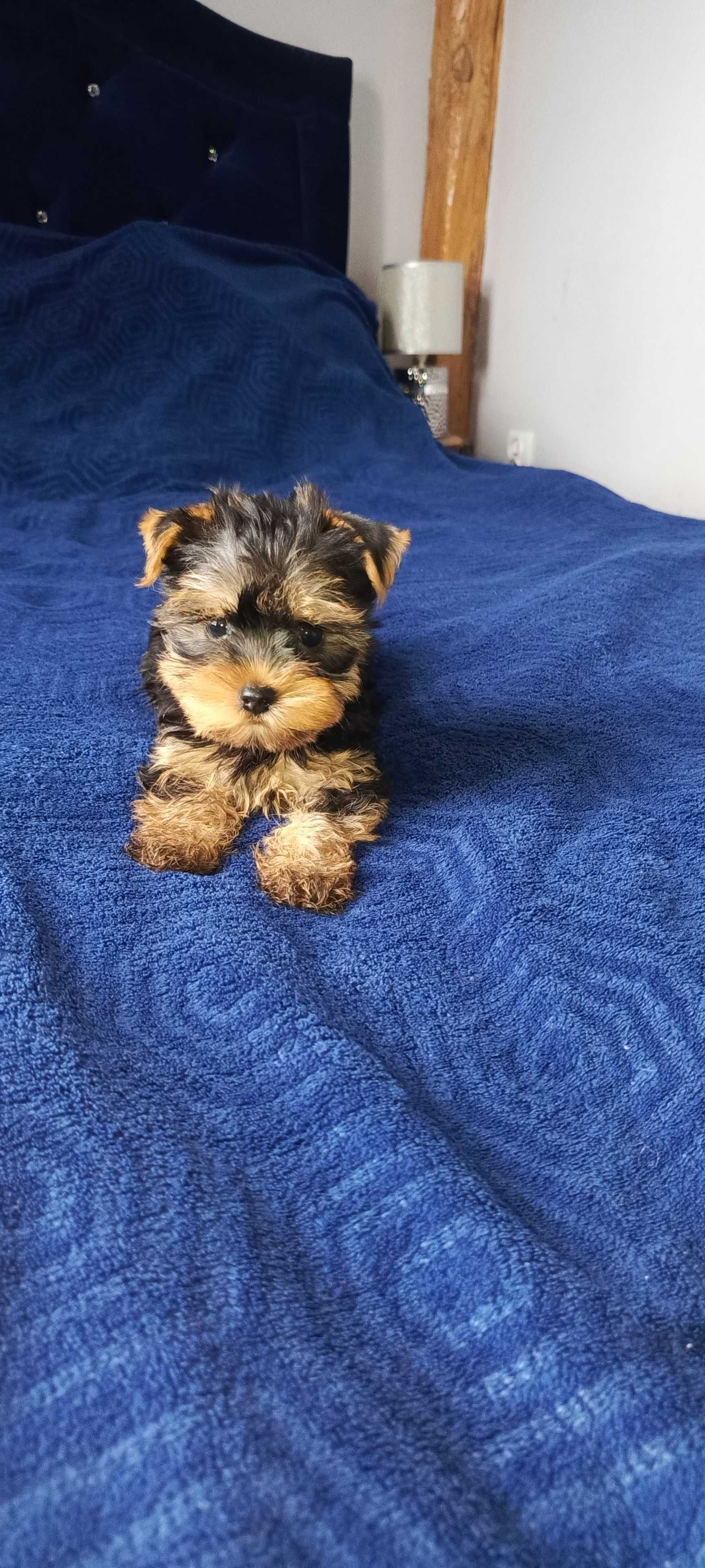 Yorkshire terrier