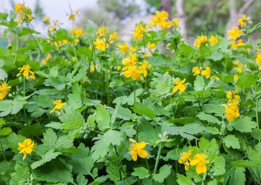 Jaskółcze ziele glistnik 10 sadzonek