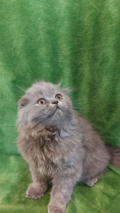 Шотландські кошенята