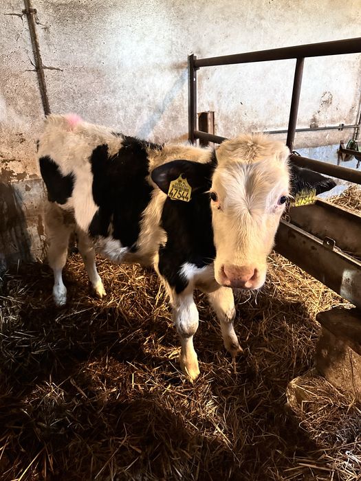 Byczek żarłak bez mleka.