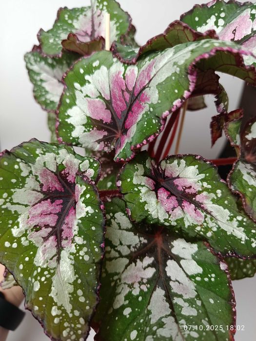 Maria Plants Begonia Alaska Greek