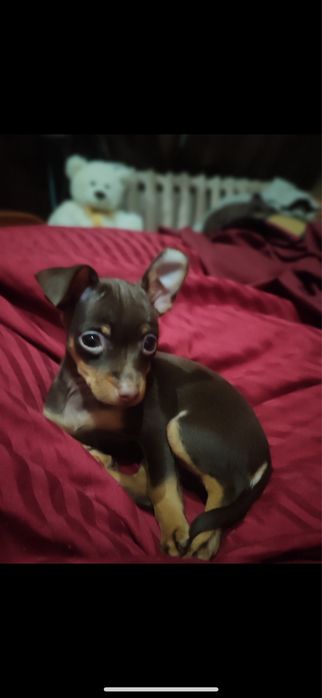 Цуценя той терєр