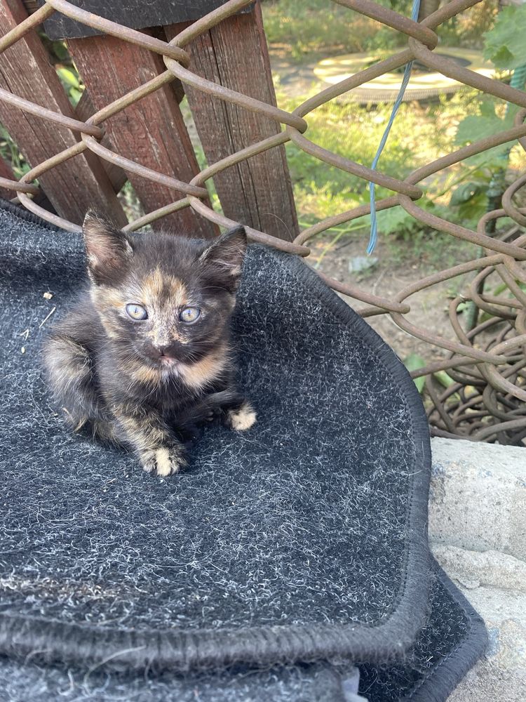 Чудові котики шукають свою домівку