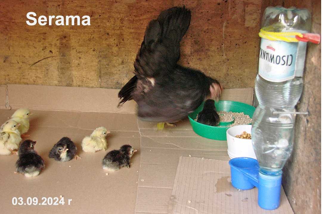 Seramy malezyjskie - najmniejsze kurki świata