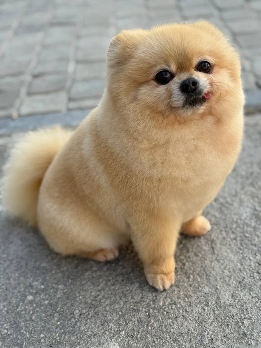 Вязка, порода Шпиц