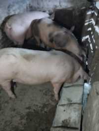 Продам свині 55 грн