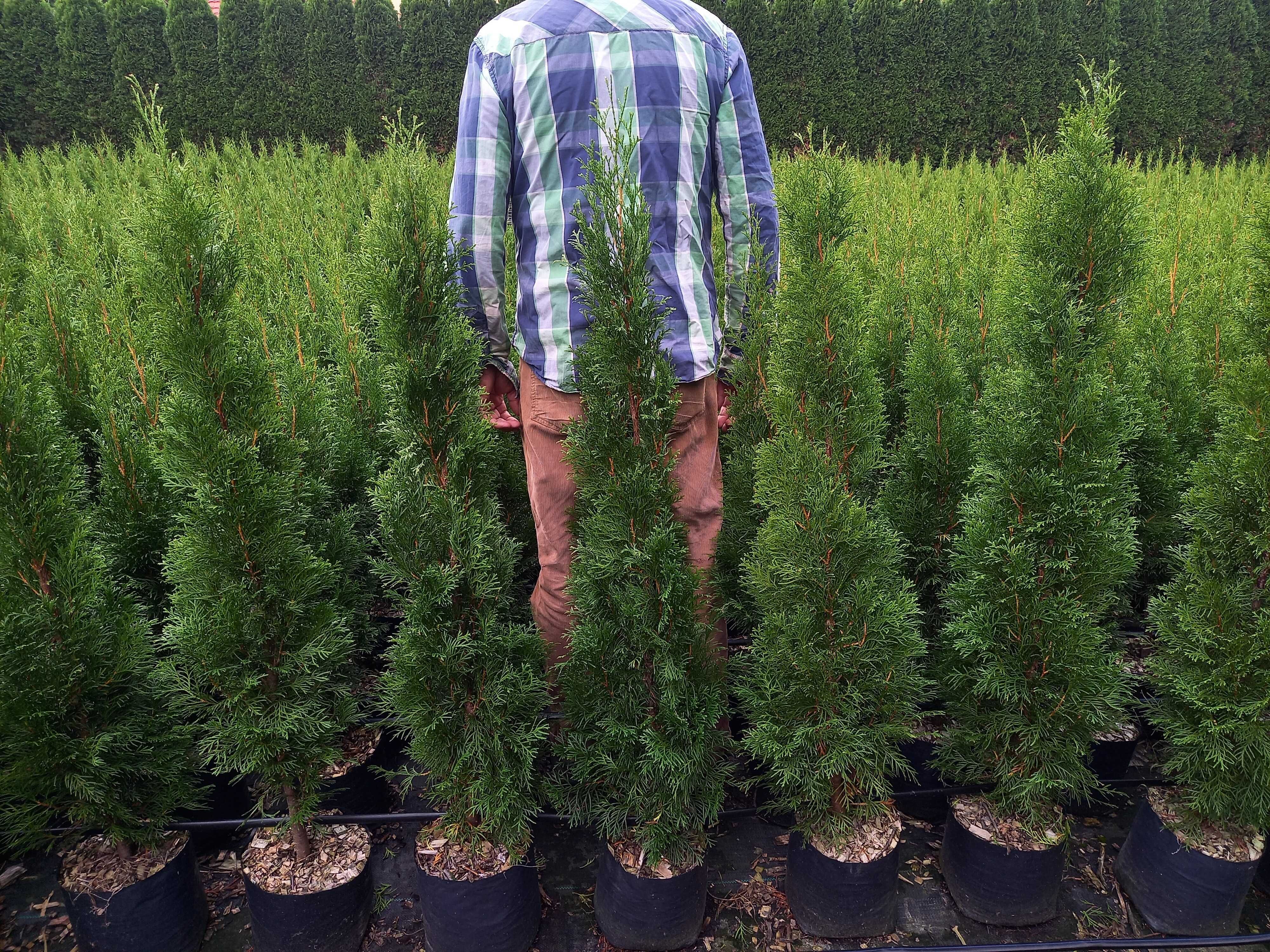 Thuja Tuja Szmaragd 100-120 cm donica 5 l SUPER JAKOŚĆ