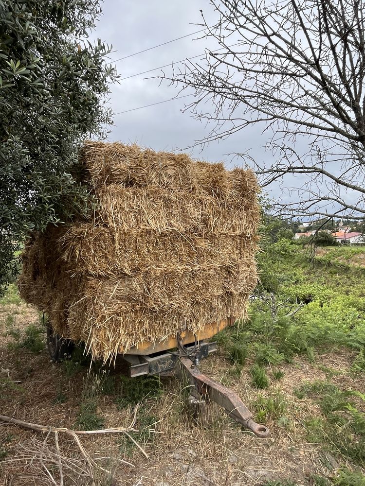 Fardos de palha aveia,azevem