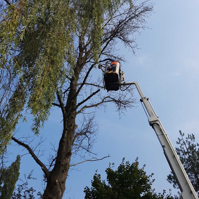 Wycinka drzew, przycinanie Thui i żywopłotów, wywóz masy zielonej