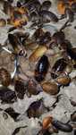 Blaptica dubia karaczan argentyński