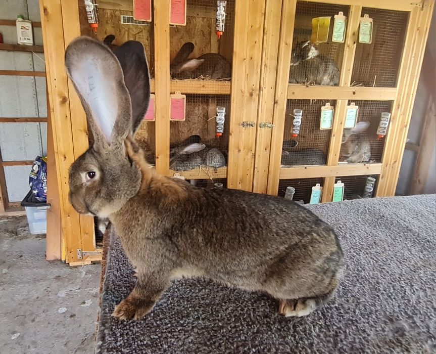 Belgijski olbrzym szary