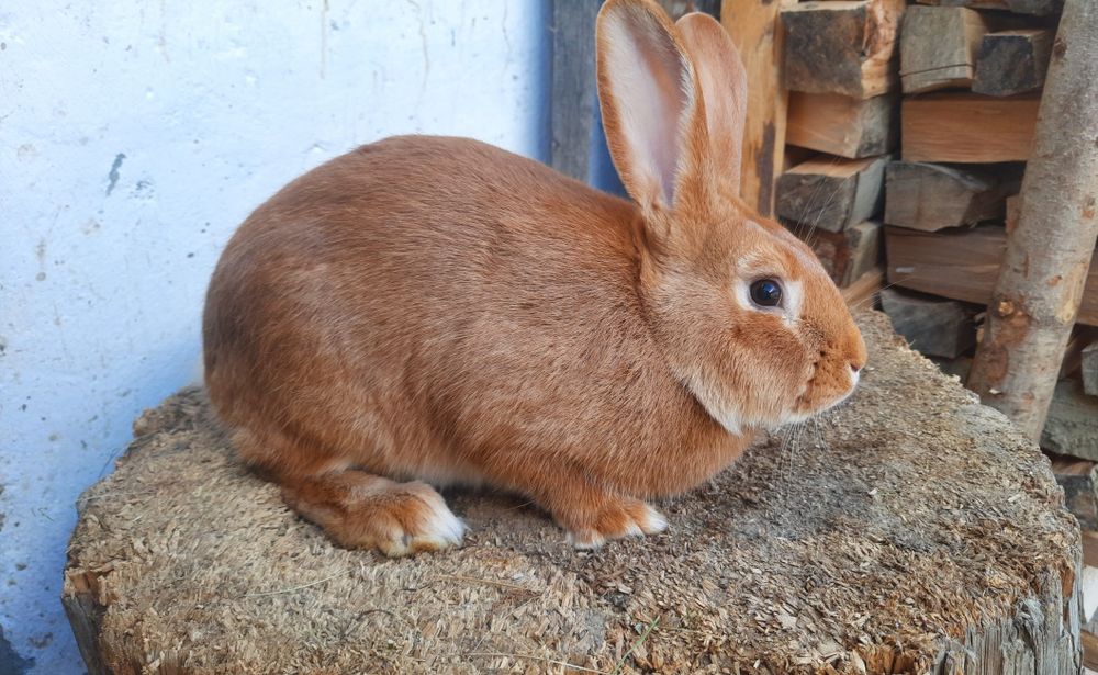 Самці бургундія 23.05, кролі, кролики, бургунці