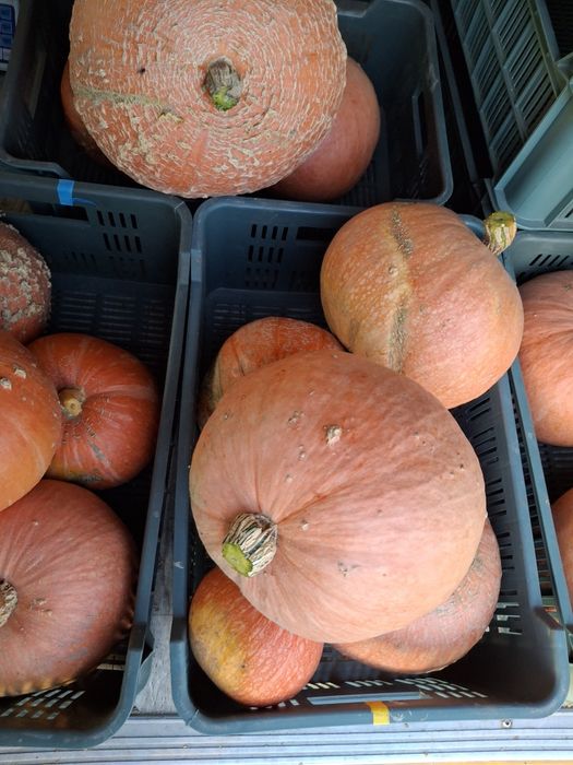 Sprzedam dynie, różne rozmiary 1 zl kg
