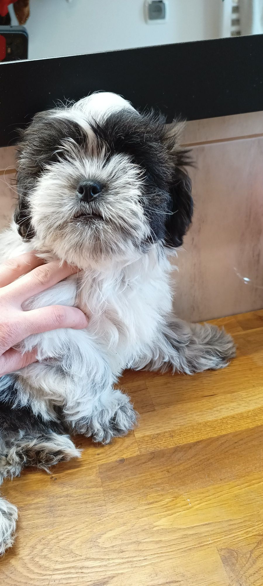 Mal-shi, maltańczyk, shih tzu, suczka