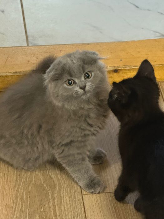 Британский вісловухий